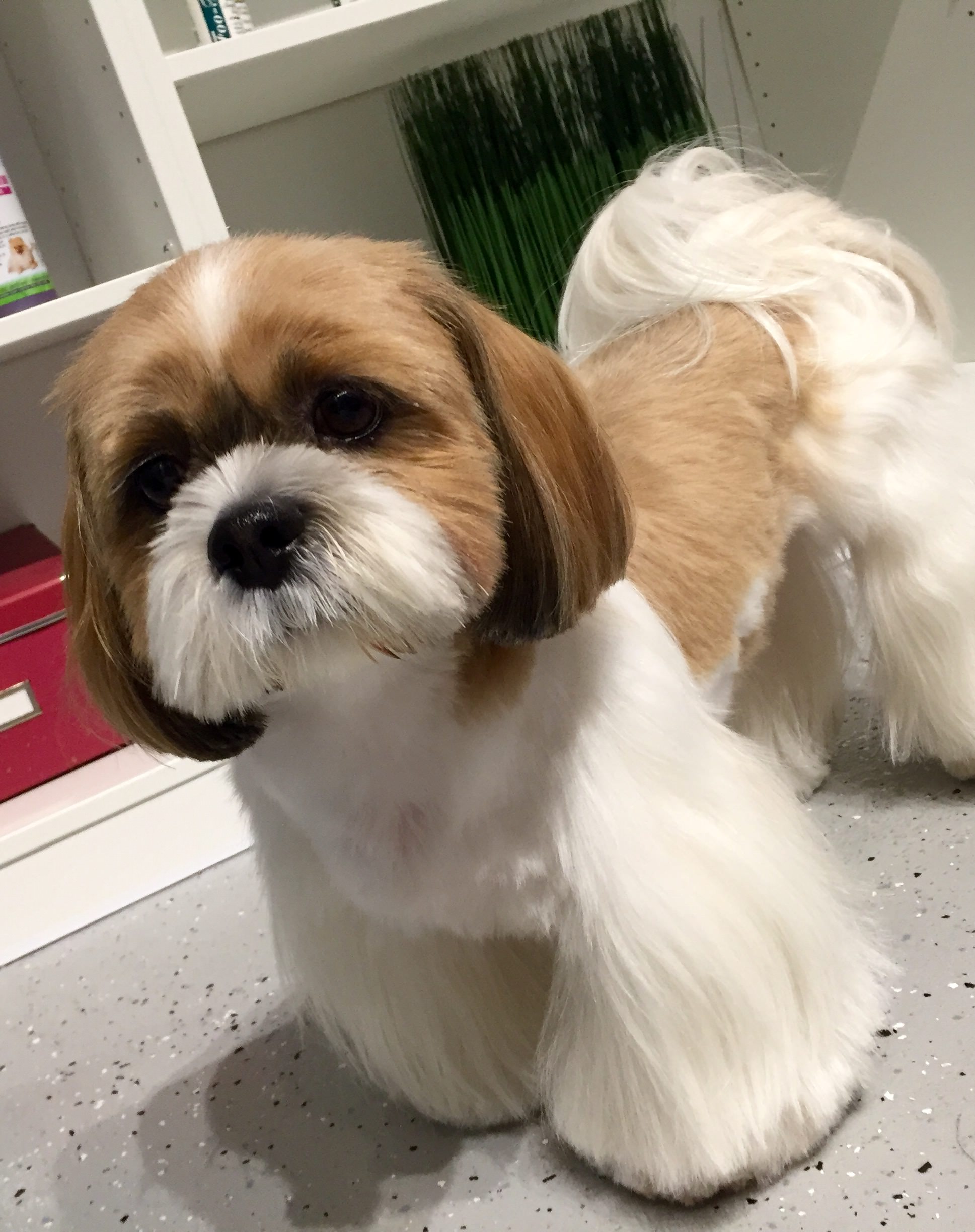FullSizeRender[2] - Guau Pet Grooming Spa